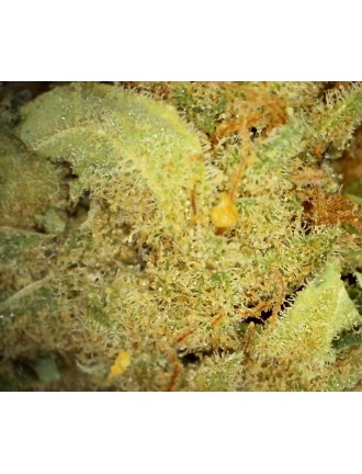 Amnésia 8% CBD