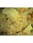 Amnésia 8% CBD