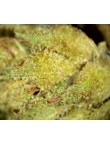 Mini Blueberry 6% CBD