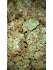 Mini Cannatonic 5% CBD
