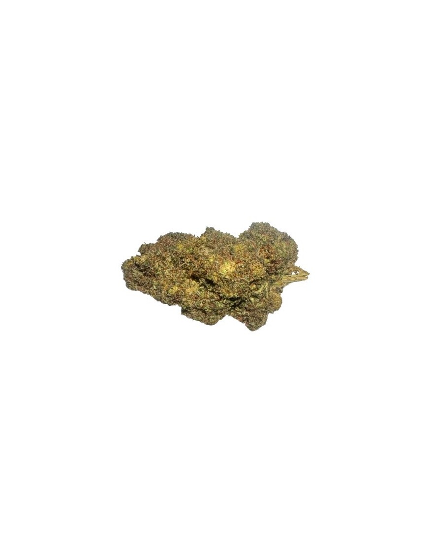 Kosher CBC H1