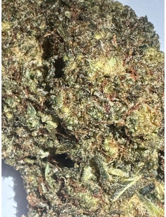 Kosher CBC H1