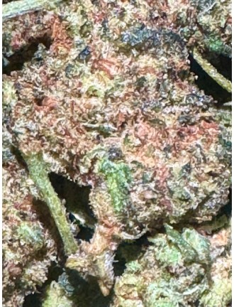 Mini Kosher CBC H1