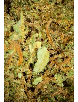 Lemon Cherry Gelato 16% CBD